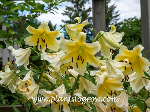 Conca d'Or Oriental Lily (Lilium orientalis)
(late July)